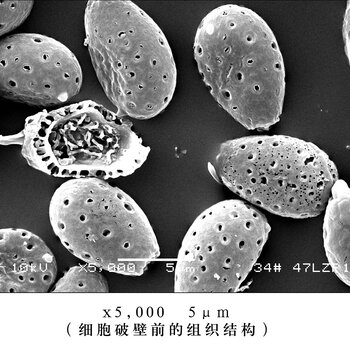 灵芝孢子粉破壁粉碎机孢子超微粉碎机细胞破壁温粉碎山东济南粉碎机